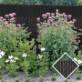 PDS 10' Chain Link Fence Feather Lock Privacy Slats (Black, 2 Inch)