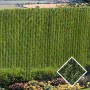 PDS 6' Chain Link Fence HedgeLink Privacy Slats